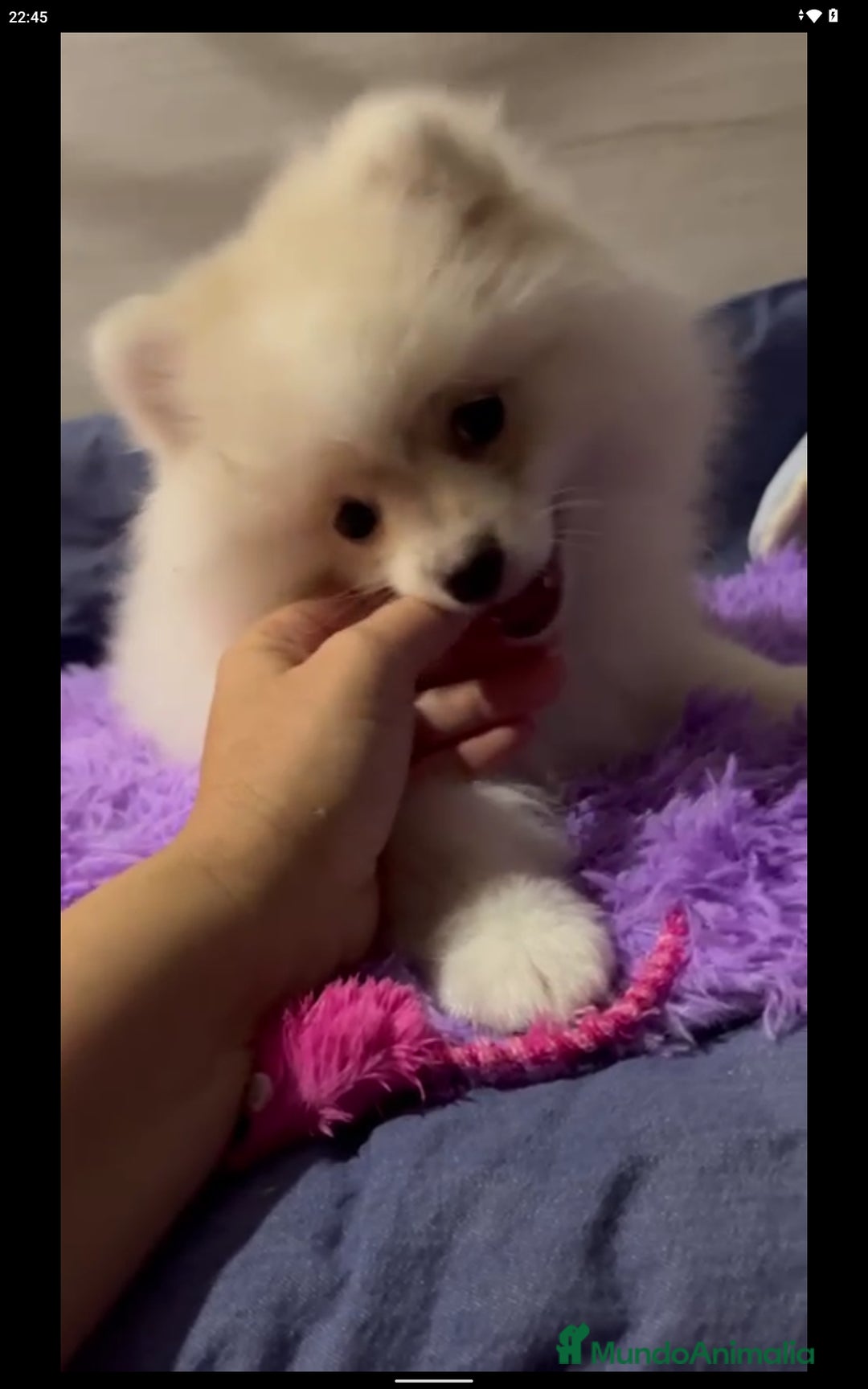 Spitz pequeño - Kleinspitz perros en venta: Klein spitz crema 💎🐾 - Imagen 2
