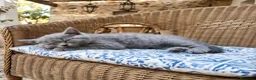 Británico de Pelo Corto gatos en venta: Gato British shorthair  - Anuncio 7