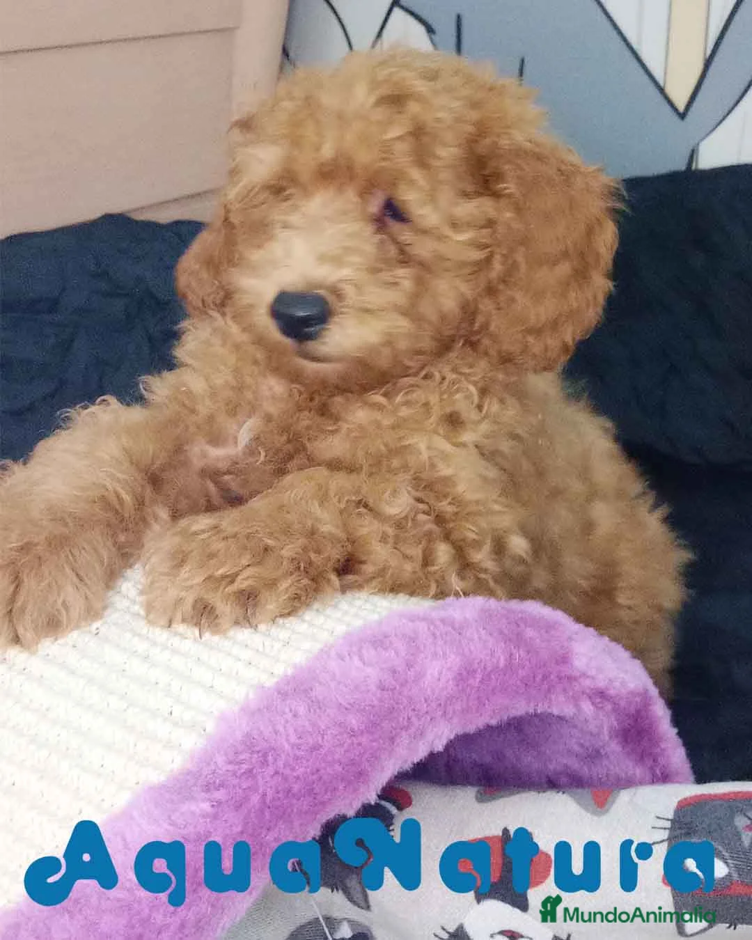 Caniche Toy perros en venta: Caniche Hembra de Camila y Can 6076 AQUANATURA en Barcelona - Anuncio 3