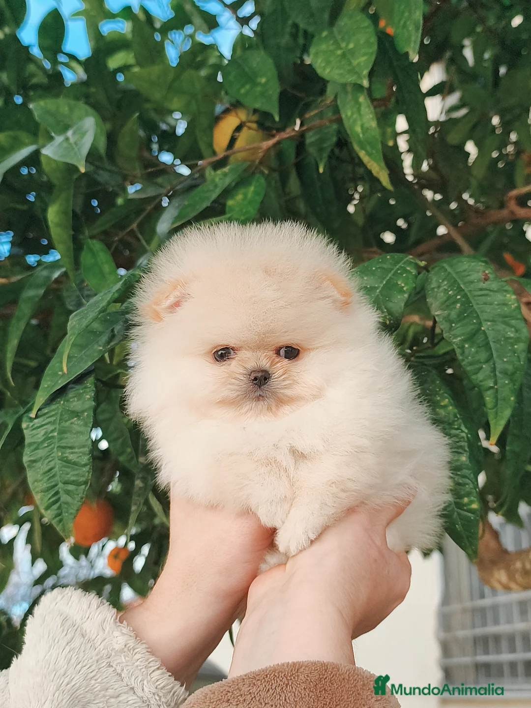 Pomerania perros en venta: Pomerania de calidad  - Anuncio 4