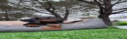 Teckel perros en venta: TECKEL PLATA MERLE EXCELENTE LINEA en Asturias - Anuncio 7