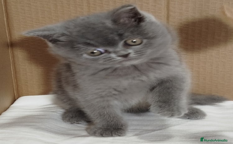 Británico de Pelo Corto gatos British Shorthair, último machito  - Anuncio 1