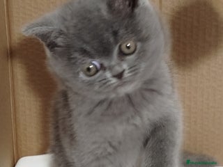 Británico de Pelo Corto gatos British Shorthair, último machito - Anuncio 3