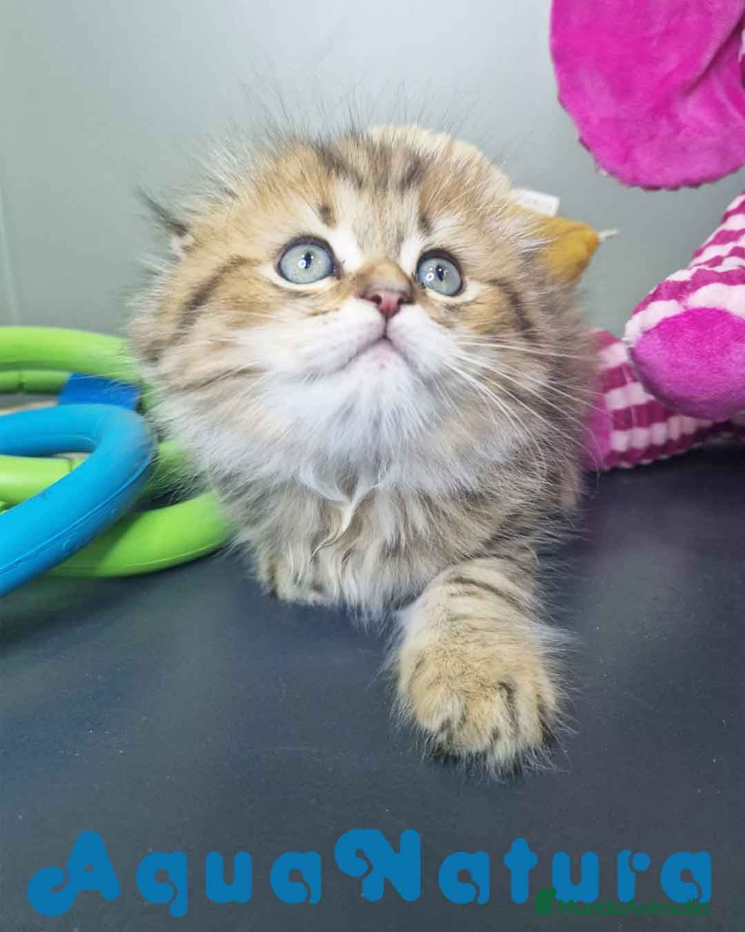 Scottish Fold gatos en venta: Scottish Fold Macho 7906 AQUANATURA - Imagen 4