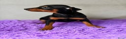 Pinscher Miniatura perros en venta: PINSCHER DISPONIBLES MINI - Anuncio 4