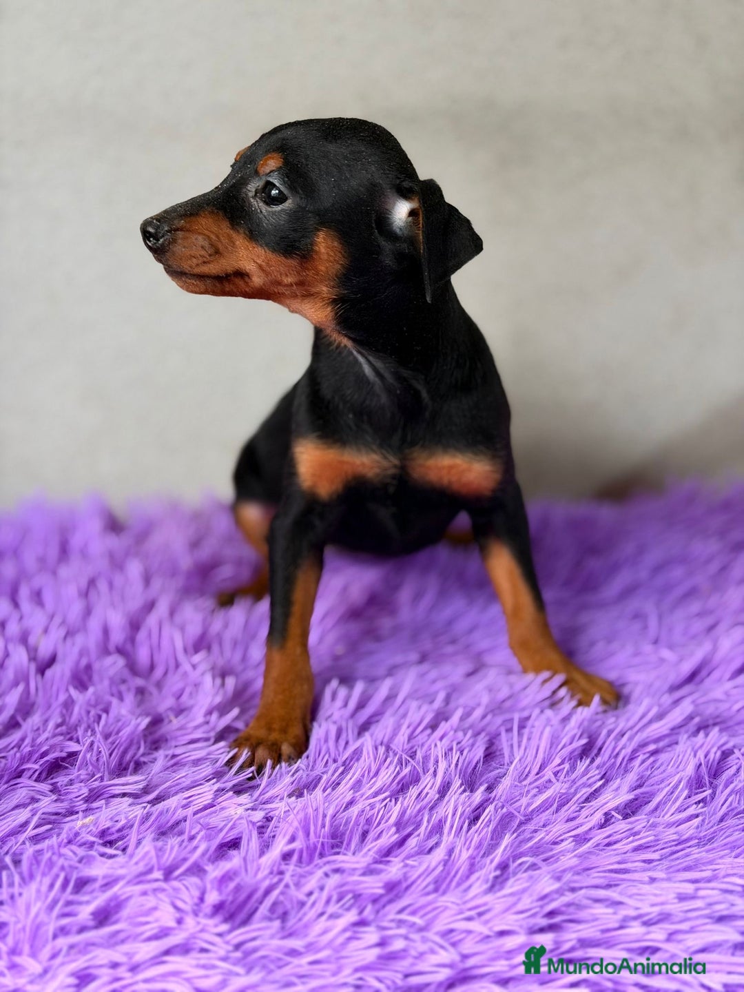 Pinscher Miniatura perros en venta: PINSCHER DISPONIBLES MINI - Anuncio 4