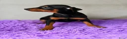 Pinscher Miniatura perros en venta: PINSCHER DISPONIBLES MINI - Anuncio 4