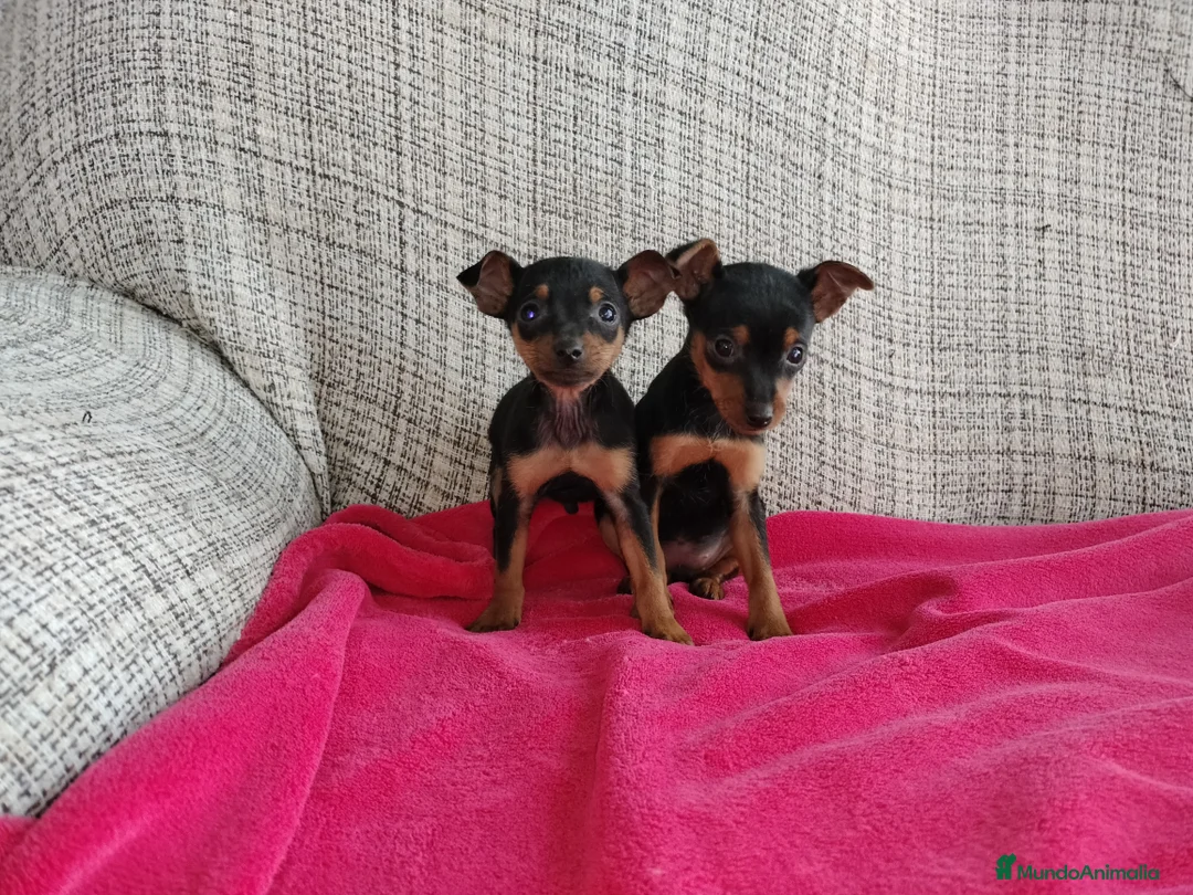 Pinscher Miniatura perros en venta: Pincher miniatura  en Badajoz - Anuncio 2