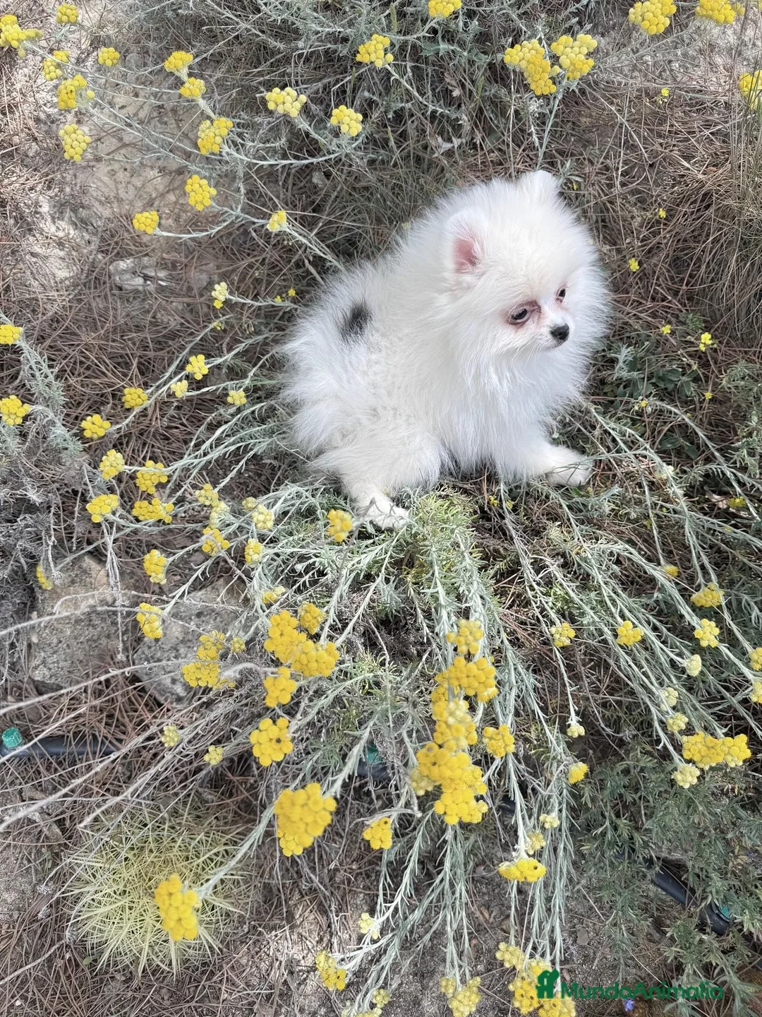 Pomerania perros en venta: Pomerania lista para entregar hembras!! - Anuncio 5