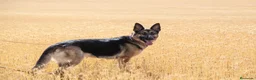 Pastor Alemán perros en venta: Pastor alemán  - Anuncio 1
