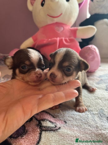 Chihuahua perros en Barcelona - Anuncio 19