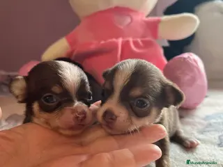 Chihuahua perros Chihuahuas minis en Barcelona - Anuncio 3