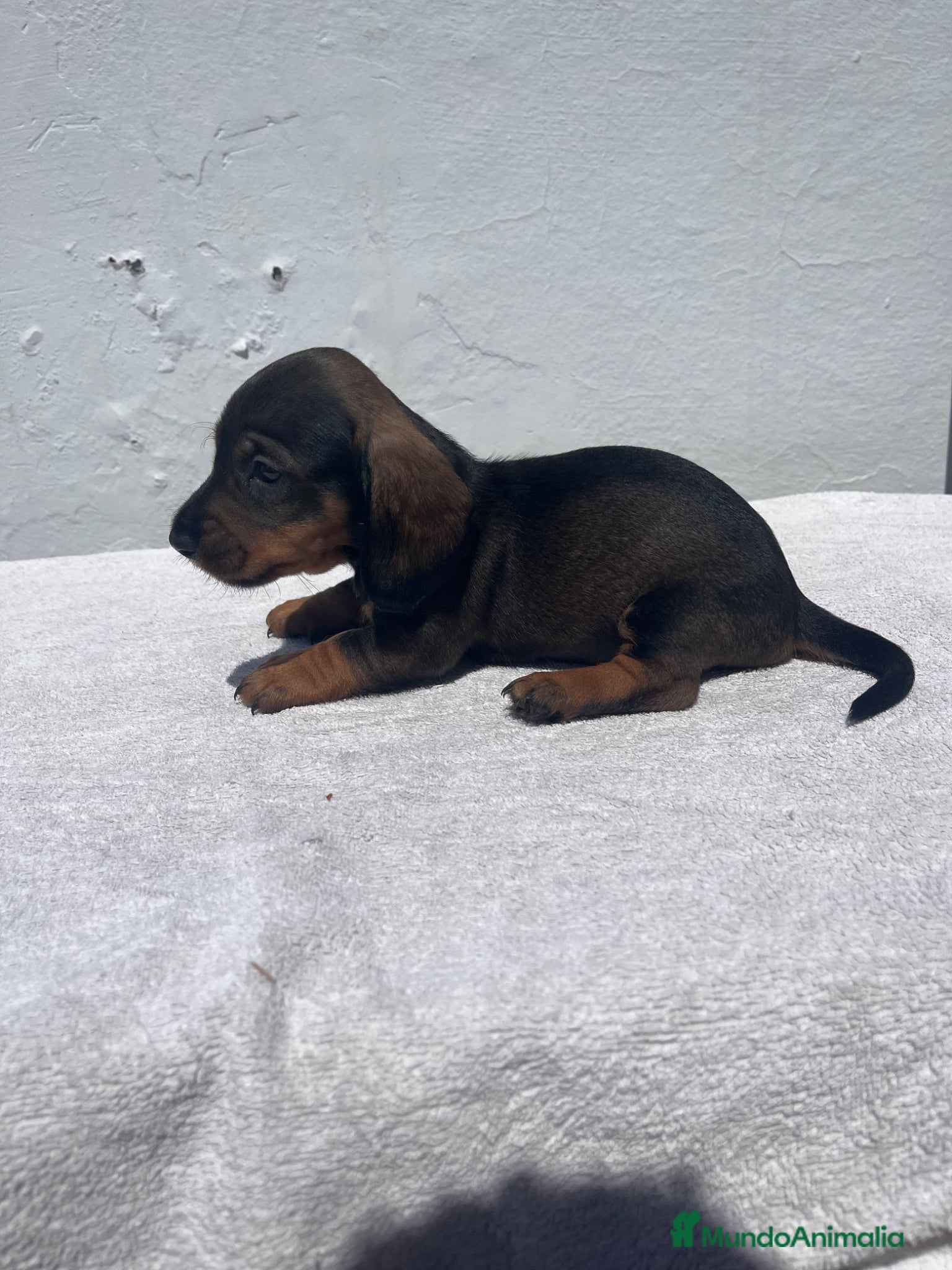 Teckel Miniatura perros Cachorros de teckel - Anuncio 2