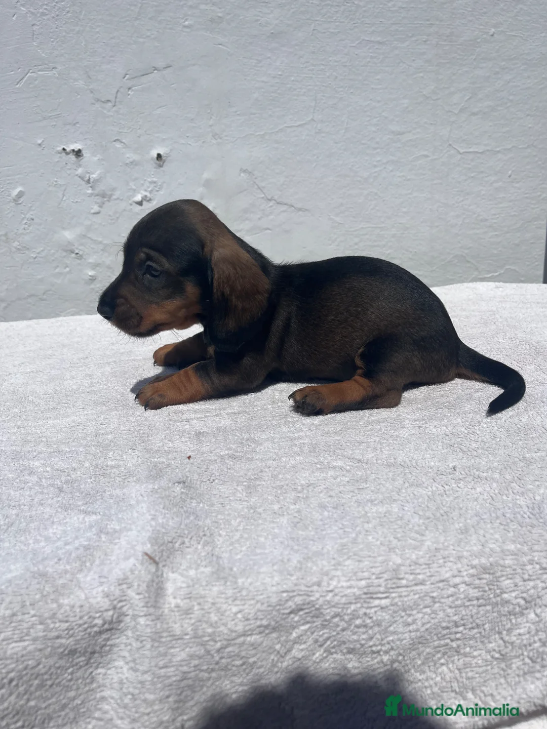 Teckel Miniatura perros en venta: Cachorros de teckel - Anuncio 1