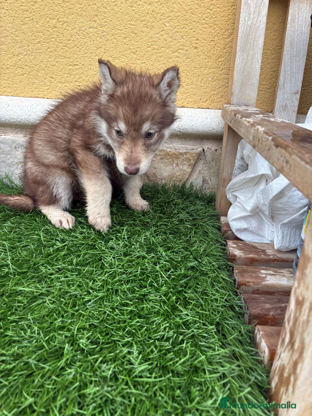 Husky Siberiano perros en venta: Hembra Husky Siberiano roja  - Anuncio 9