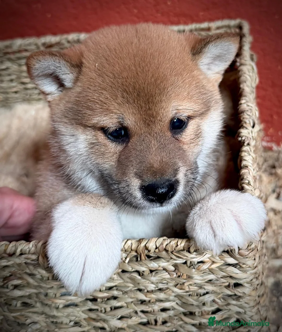 Shiba Inu perros en venta: CACHORRITOS SHIBA INU - Anuncio 2