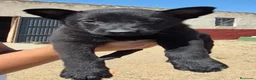 Pastor Belga Malinois perros en venta: Pastor belga melinoa NEGROS XL  maxima calidad - Anuncio 4