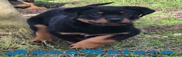 Rottweiler perros en venta: Rottweiler Hembra - AQUANATURA en Barcelona - Anuncio 5