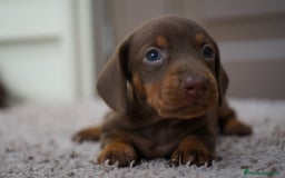 Teckel Miniatura perros en venta: 🌰✨ Frisco, Sani & Pau — tres teckel que marcan 🐾 - Imagen 4