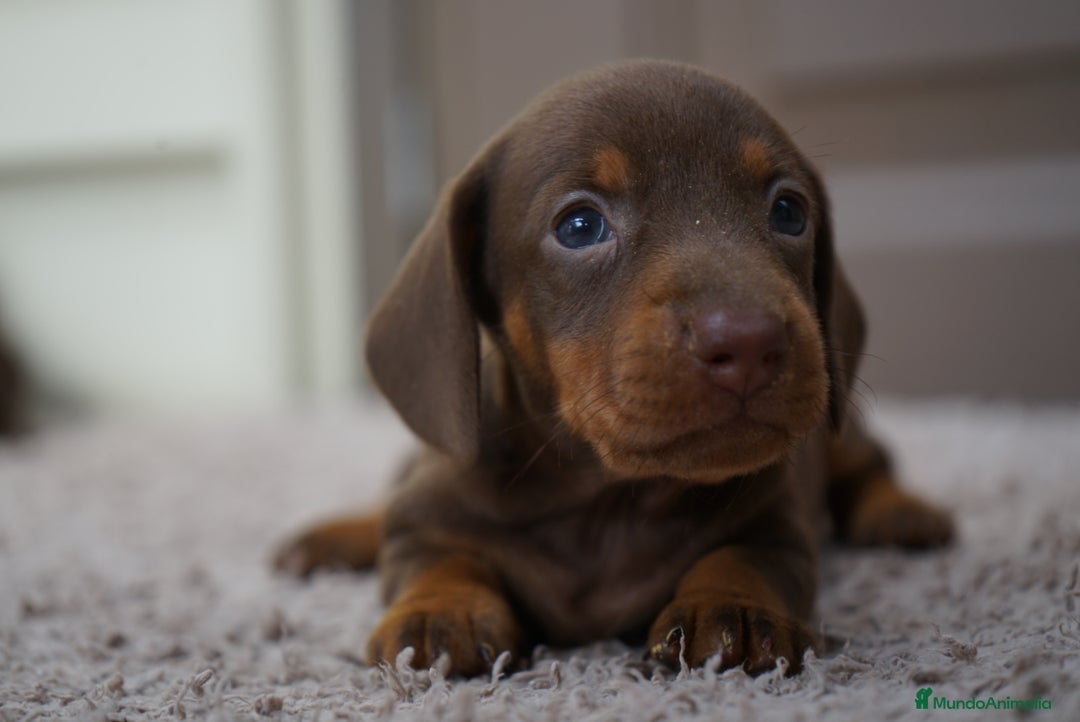 Teckel Miniatura perros en venta: 🌰✨ Frisco, Sani & Pau — tres teckel que marcan 🐾 - Imagen 4