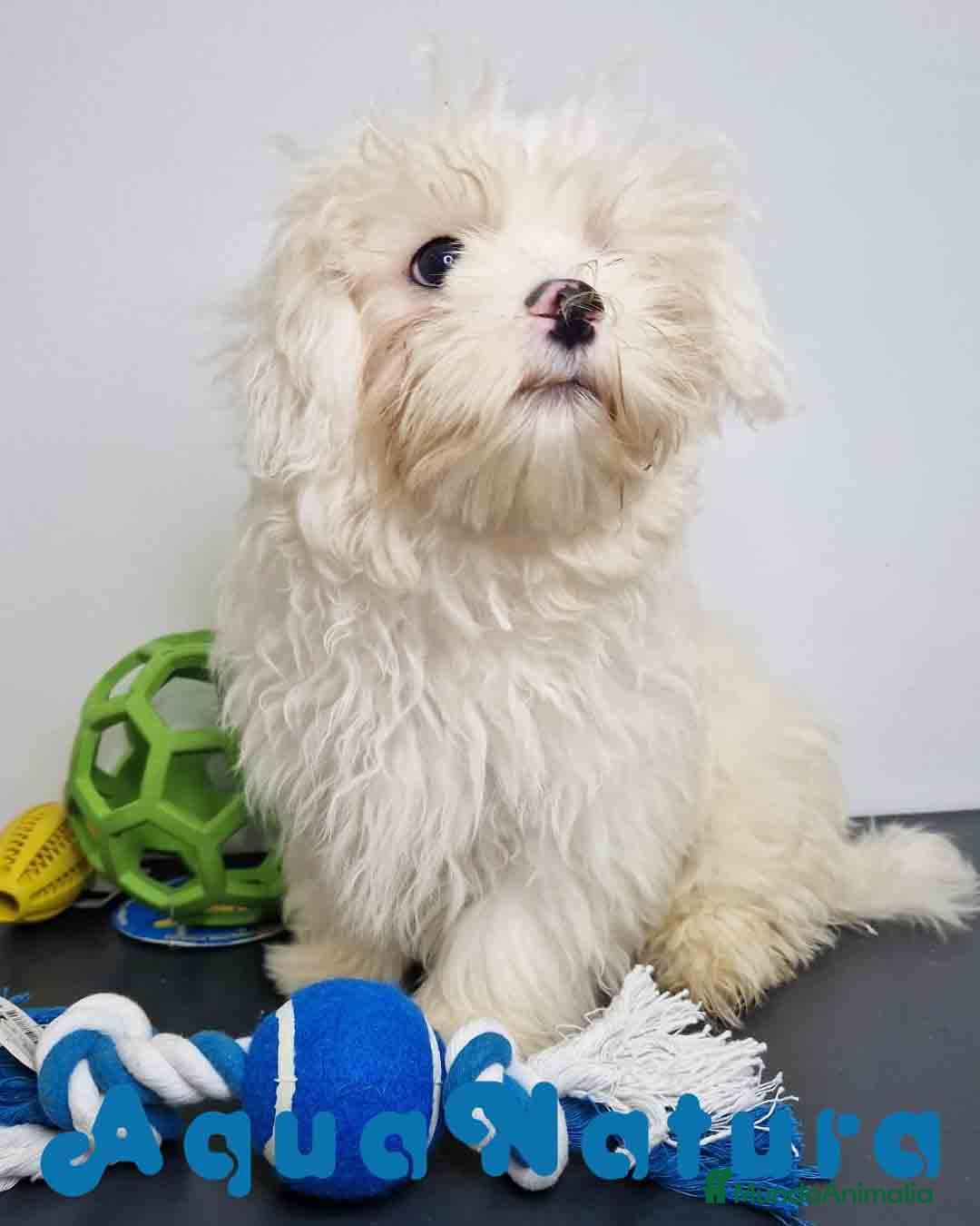 Bichón Habanero perros Bichon Habanero Macho de Kyi y Nis 6220-AQUANATURA en Barcelona - Anuncio 2