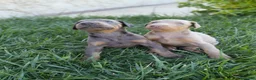 Dobermann perros en venta: Dóberman  - Anuncio 3