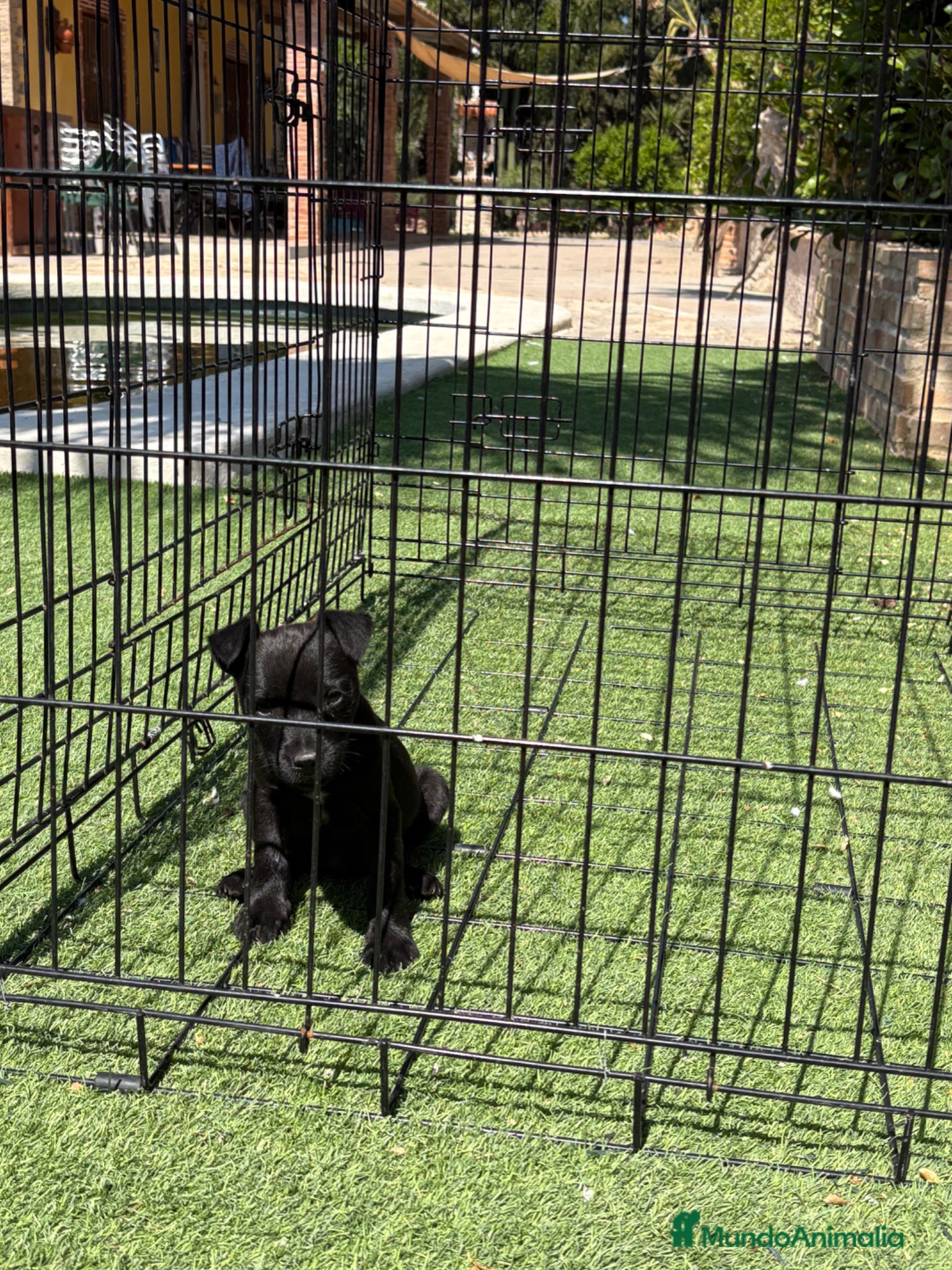 Jack Russell Terrier perros Cachorra de Patterdale  - Anuncio 1