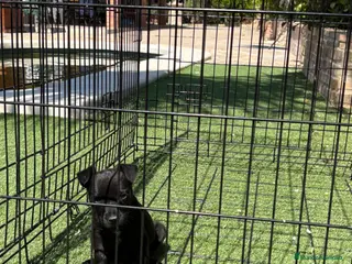 Jack Russell Terrier perros Cachorra de Patterdale - Anuncio 1