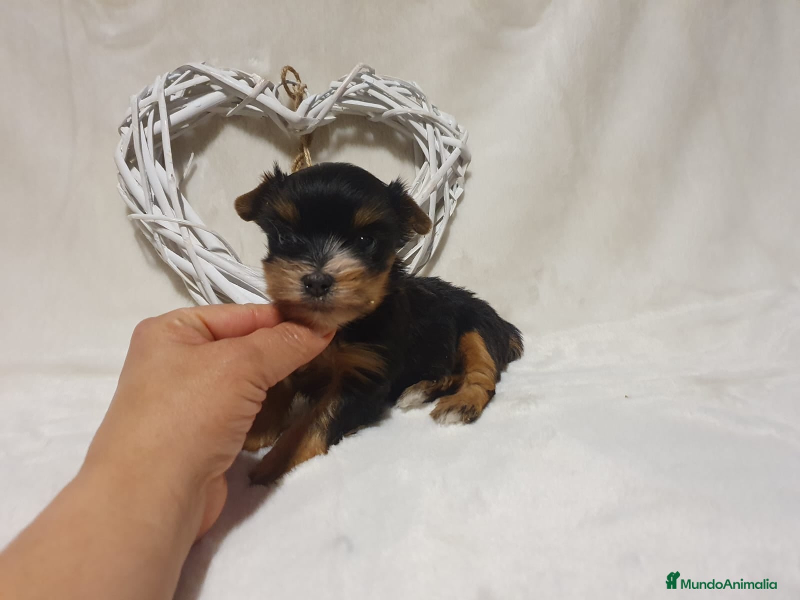 Yorkshire Terrier perros Preciosos cachorros de Yorkshire  en Granada - Anuncio 2