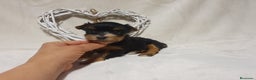 Yorkshire Terrier perros en venta: Preciosos cachorros de Yorkshire  en Granada - Anuncio 2