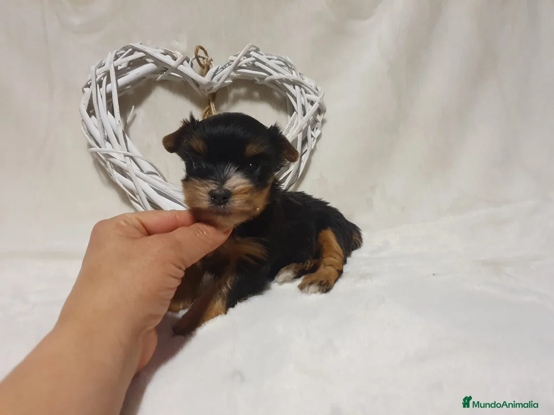 Yorkshire Terrier perros en venta: Preciosos cachorros de Yorkshire  en Granada - Anuncio 2