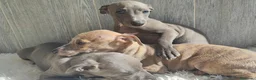 Whippet perros en venta: WHIPPET MACHO GRIS - Anuncio 6