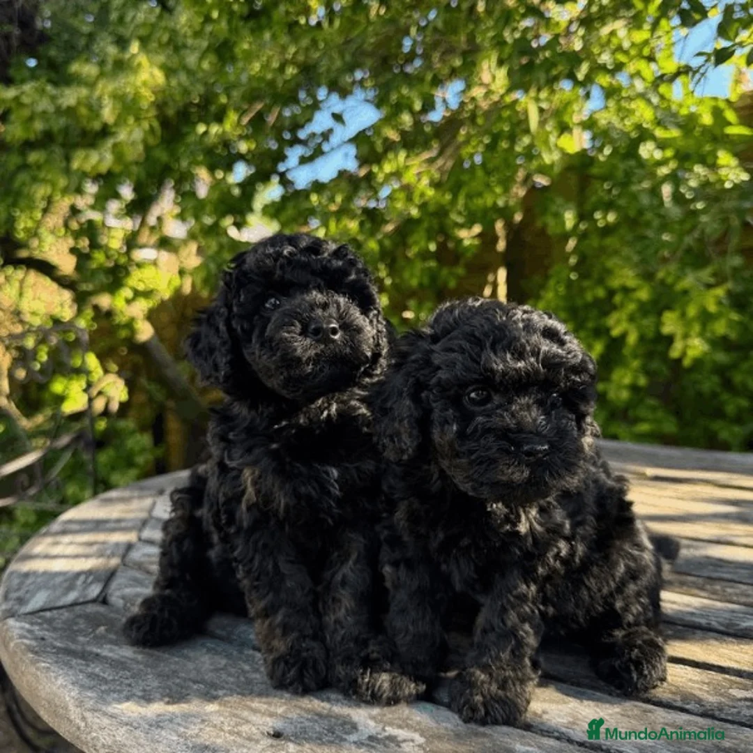 Caniche Toy perros en venta: caniche toy negros  en Madrid - Anuncio 2