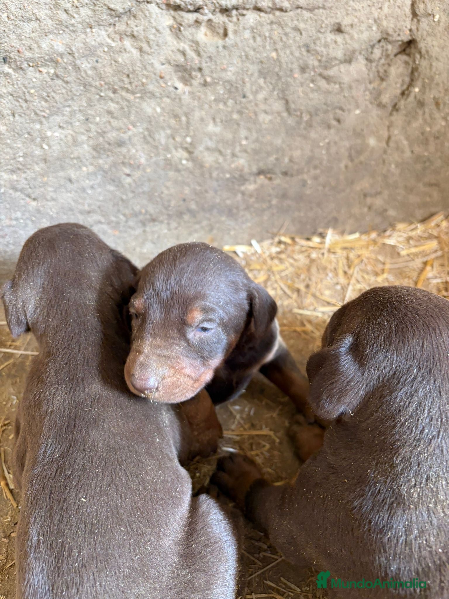 Dobermann perros Dóberman chocolate disponibles! - Anuncio 1