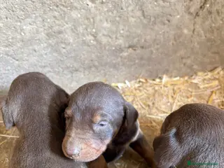 Dobermann perros Dóberman chocolate disponibles! - Anuncio 1