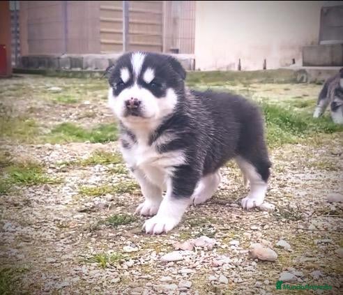 Husky Siberiano perros Husky siberiano  - Anuncio 1