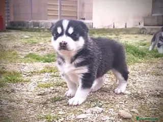 Husky Siberiano perros Husky siberiano - Anuncio 1