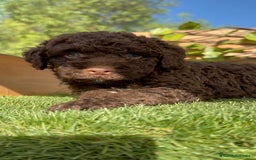 Perro de Agua Español perros en venta: PERRO DE AGUA HEMBRA - Imagen 7