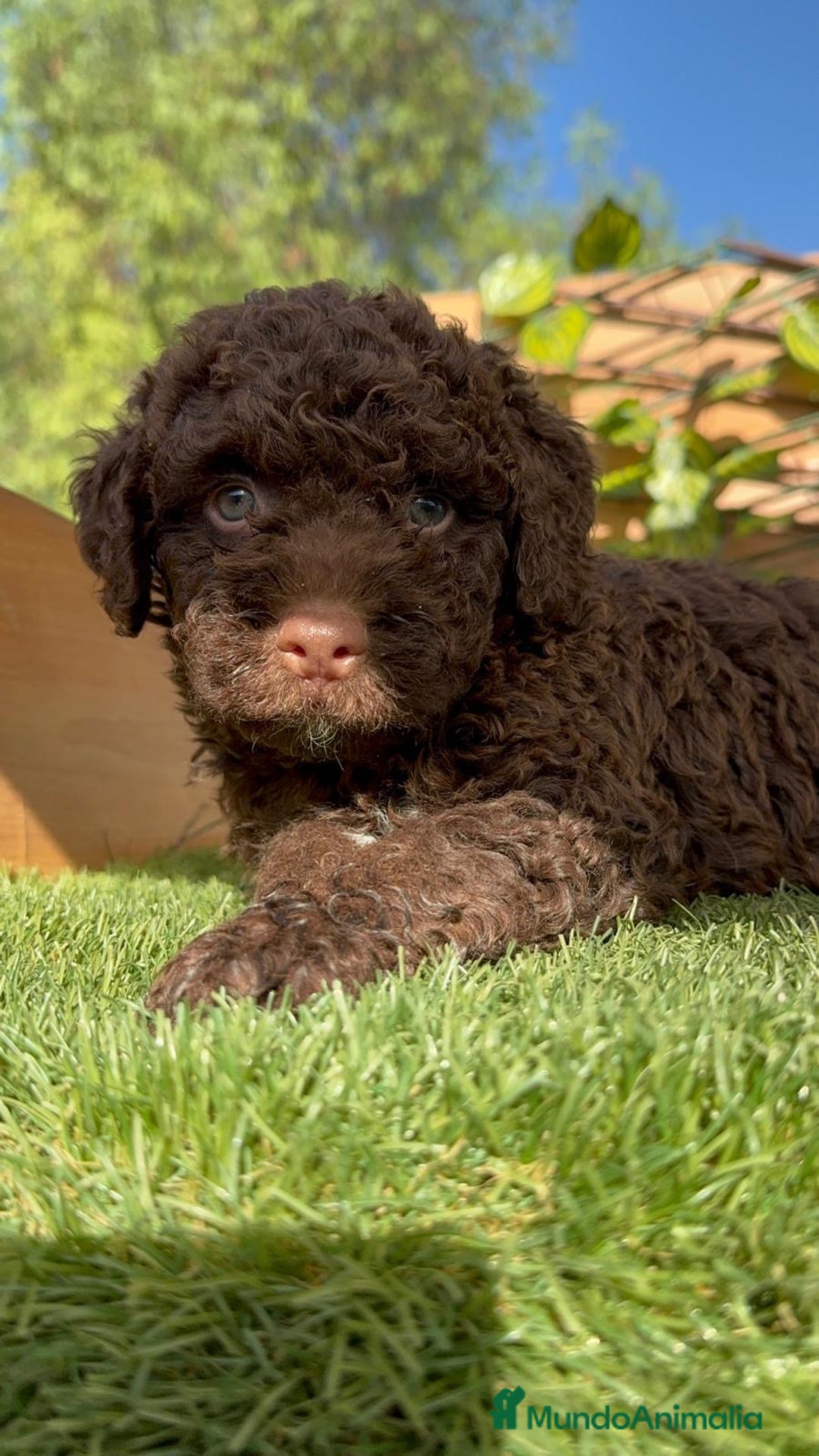 Perro de Agua Español perros en venta: PERRO DE AGUA HEMBRA - Imagen 7