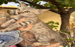 Bengalí gatos en venta: Último macho gatito bengalí snow mink - Imagen 5