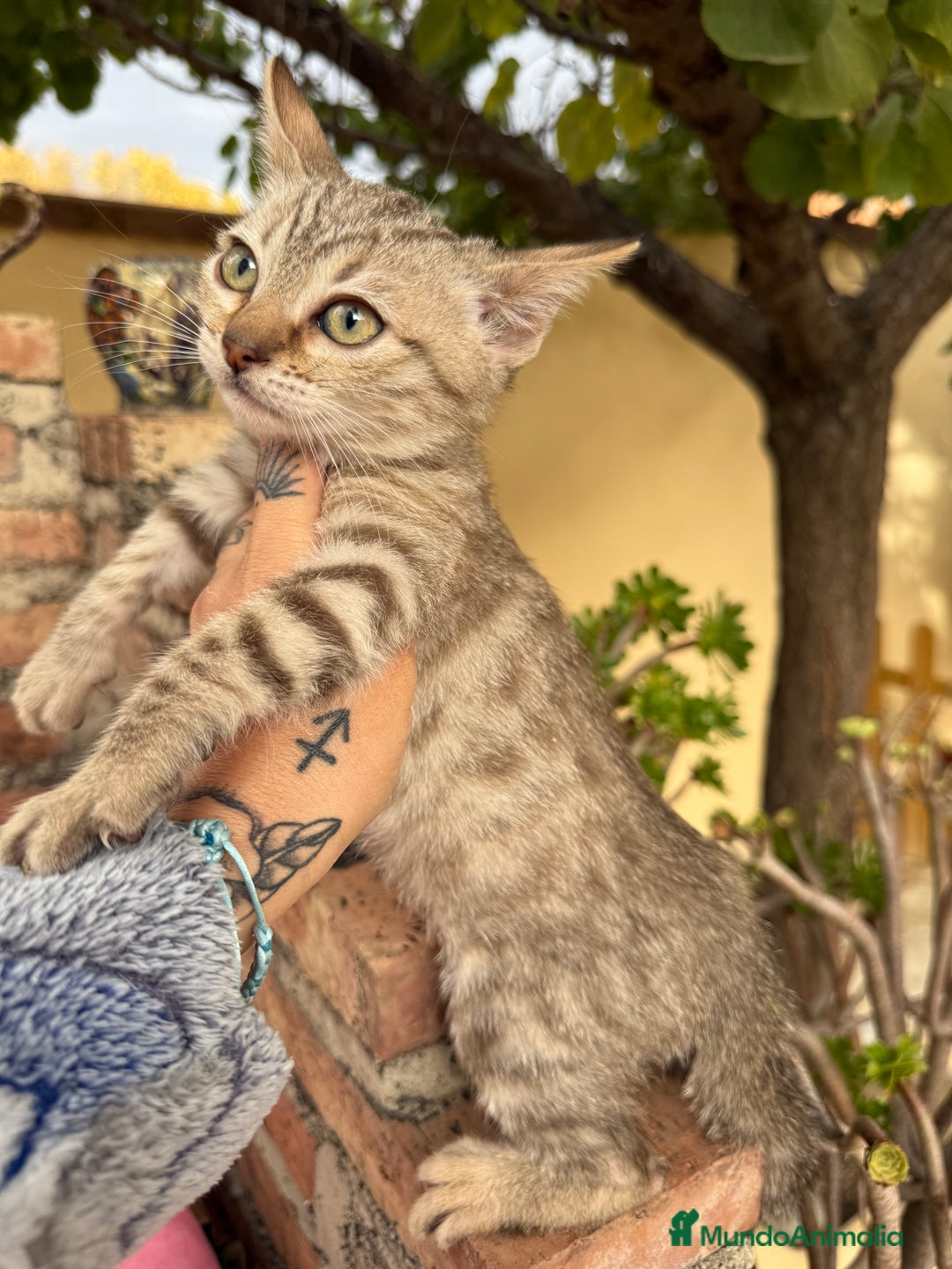 Bengalí gatos en venta: Último macho gatito bengalí snow mink - Imagen 5