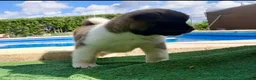 Akita Inu perros en venta: Akita Inu  - Anuncio 6