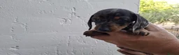 Teckel Miniatura perros en venta: TECKEL KANNINCHEN ARLEQUIN PLATA - Anuncio 3