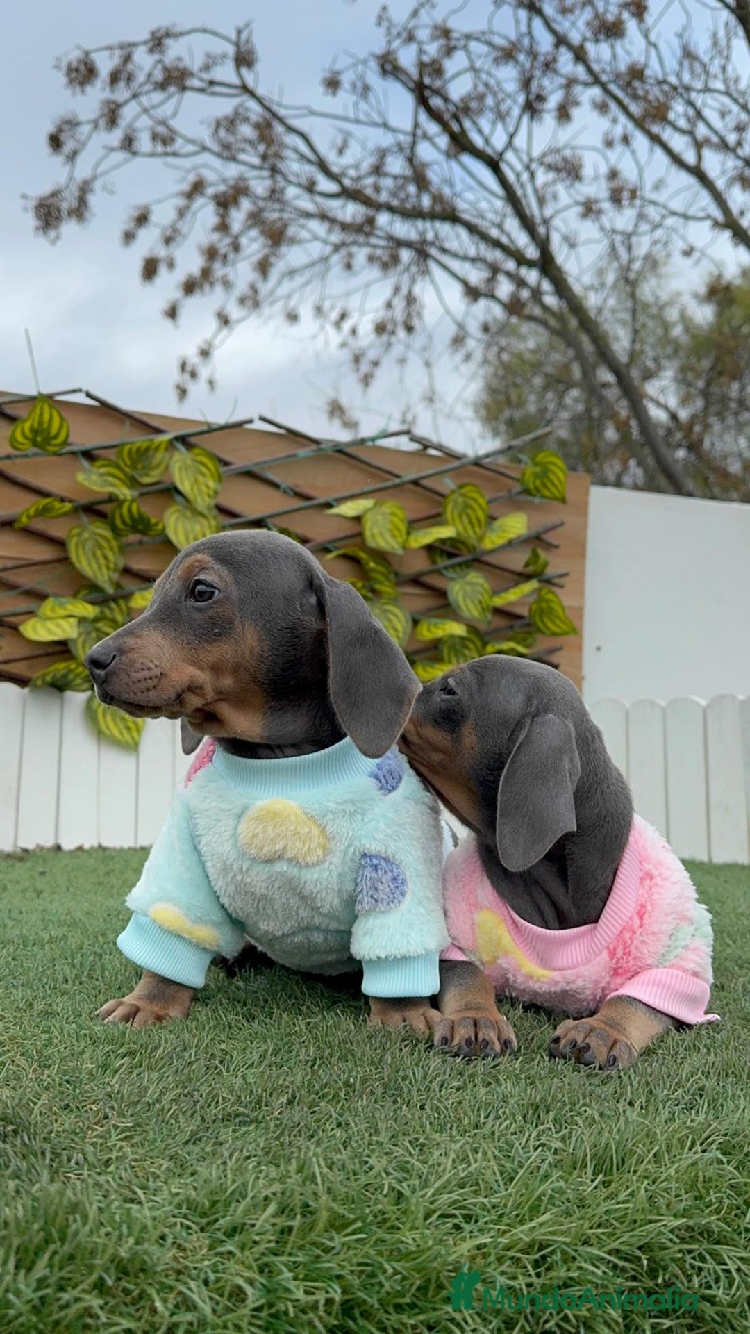 Teckel Miniatura perros en venta: TECKEL MINIATURA BLUE - Anuncio 3