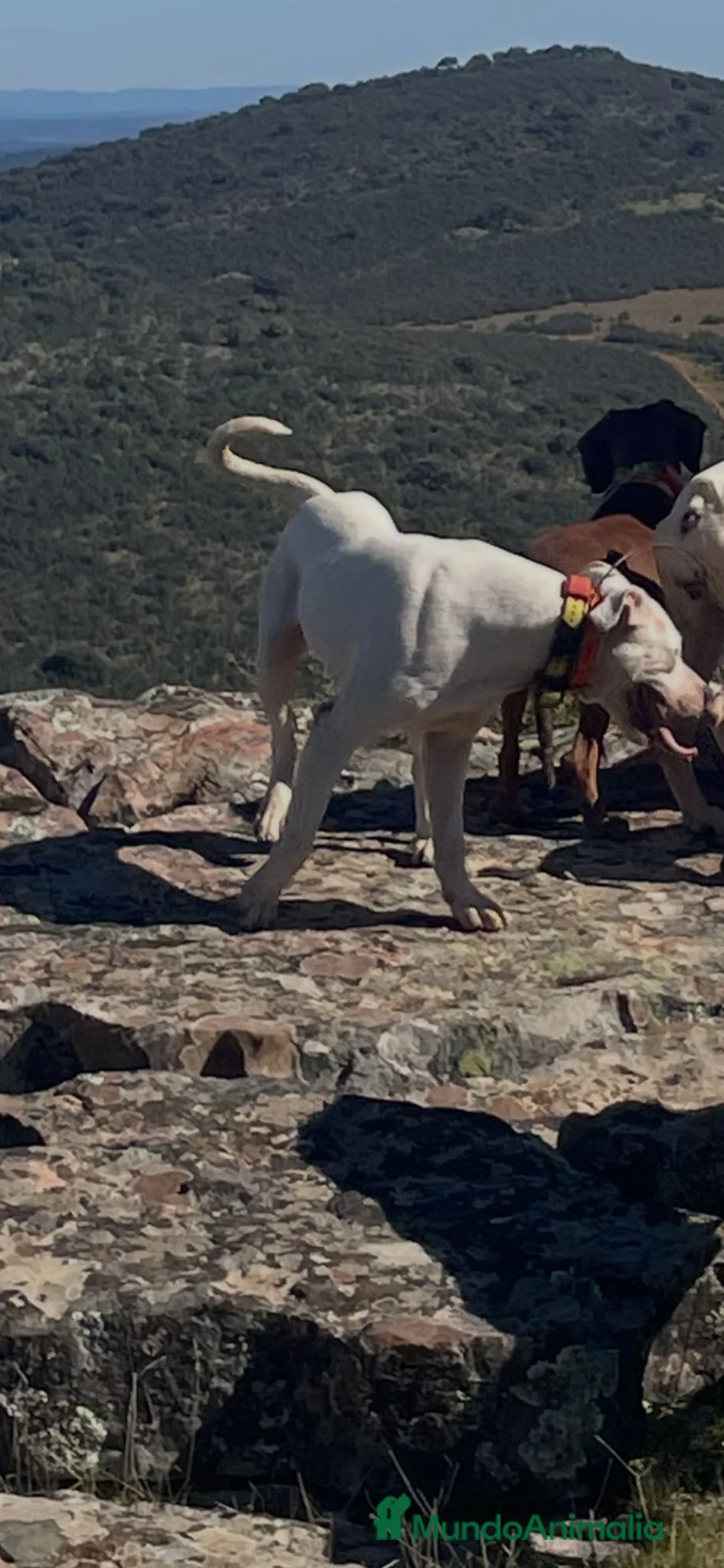 Dogo Argentino perros en venta: Dogo argentino  - Anuncio 2
