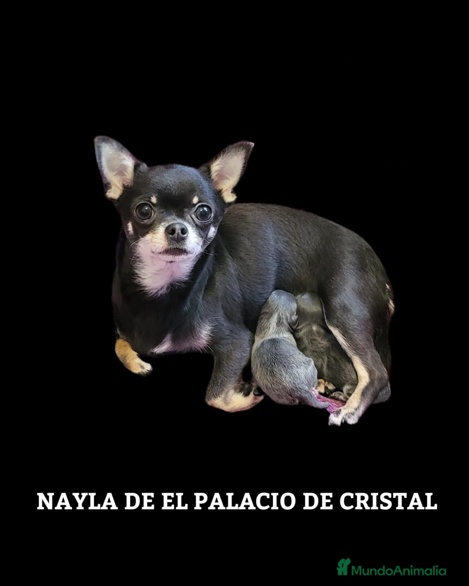 Chihuahua perros en venta: HEMBRITA EXCLUSIVA DISPONIBLE - Anuncio 2