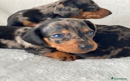 Teckel Miniatura perros en venta: TECKEL ARLEQUIN PLATA - Imagen 1