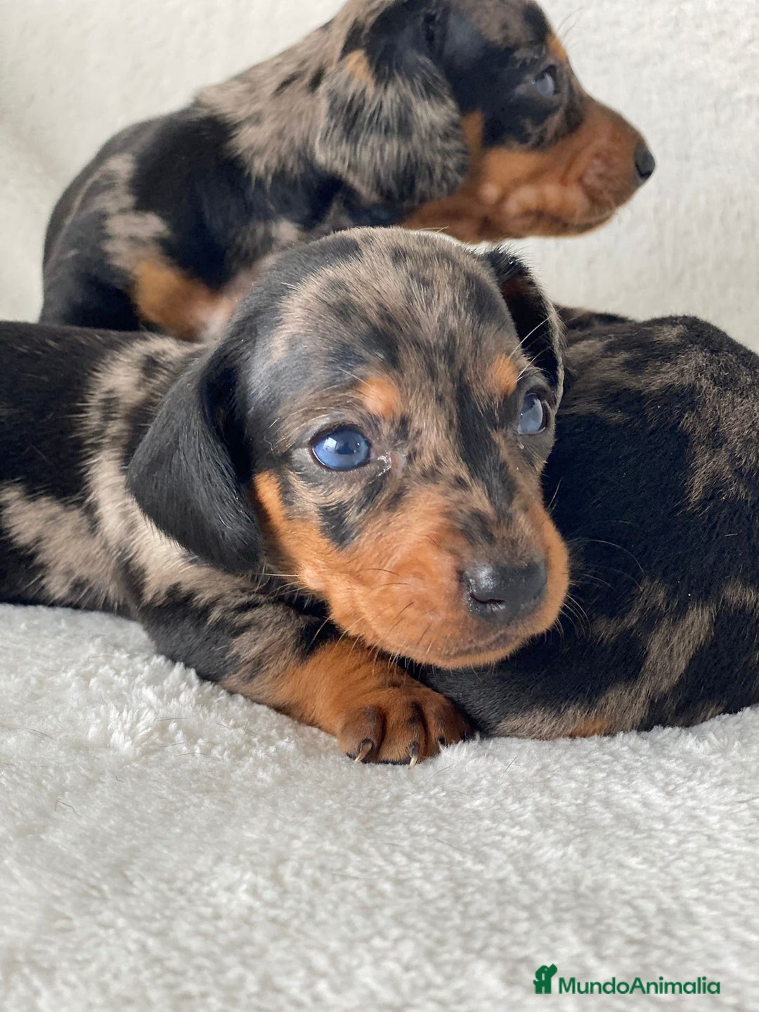 Teckel Miniatura perros en venta: TECKEL ARLEQUIN PLATA - Imagen 1
