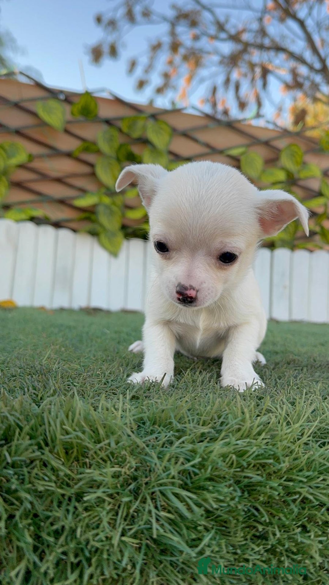 Chihuahua perros en venta: CHIHUAHUA MACHO - Anuncio 7