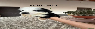 Border Collie 3